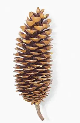 Sugar Pine Cones Natural Individual