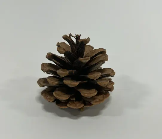 NATURAL AUSSIE CONE 4 BUSHEL