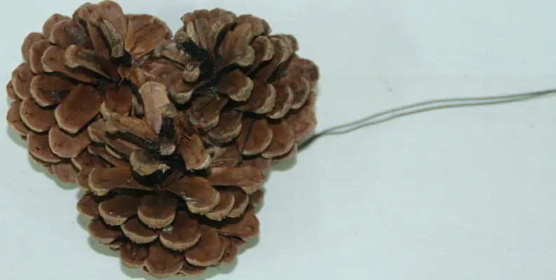 Triple Cluster Natural Cones-300/Case