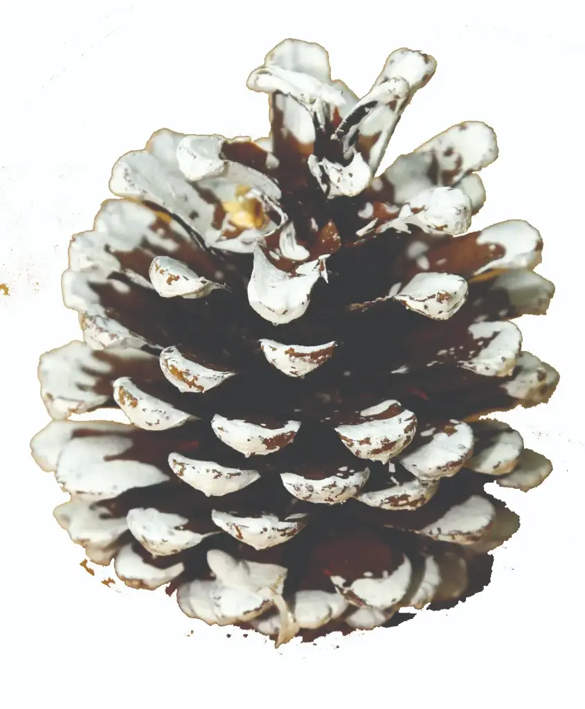 AUSSIE WHITE TIPPED CONE 4 BUSHEL