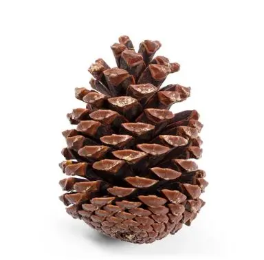 JEFFREY NATURAL CONES PRICED PER CONE
