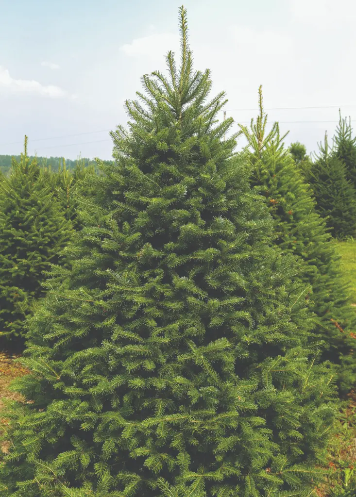 7'-8' CANAAN FIR TREE