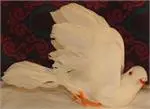 5" white Flying Dove (Dozen)