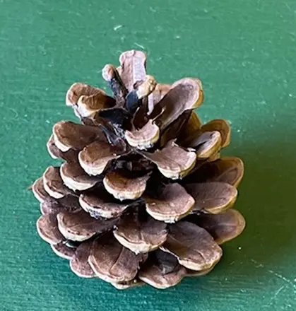 [APN-1 ] NATURAL AUSSIE CONE 1 BUSHEL