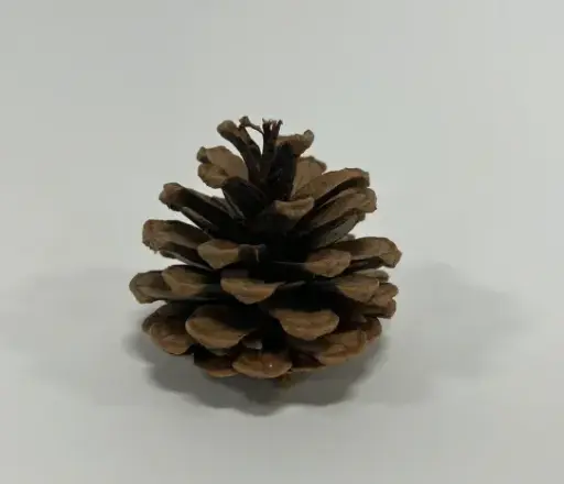 [APN-4 ] NATURAL AUSSIE CONE 4 BUSHEL