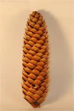 [NS-4  ] NORWAY SPRUCE NATURAL CONES 4 BUSHEL