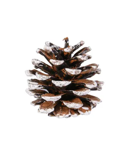 [APW-1 ] AUSSIE WHITE TIPPED CONE 1 BUSHEL