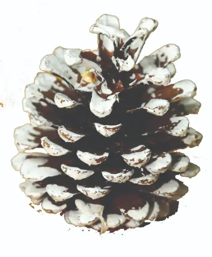 [APW-4 ] AUSSIE WHITE TIPPED CONE 4 BUSHEL