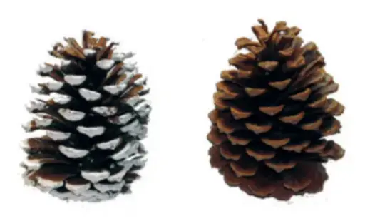 [PPW-1 ] PONDEROSA CONES WHITE TIPPED 1 BUSHEL