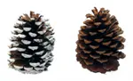 [PPW-4 ] PONDEROSA CONES WHITE TIPPED 4 BUSHEL