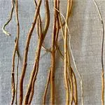 [33704301 -Curly Willow Natural] Curly Willow 3-5ft Natural 12/PCS