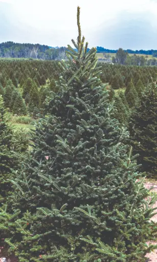 [14'-16' Fraser Fir] 14'-16' Fraser Fir