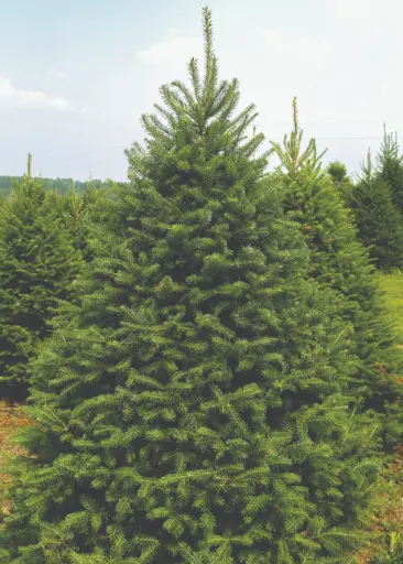 [4'-5' Caanan] 4'-5' Caanan Fir