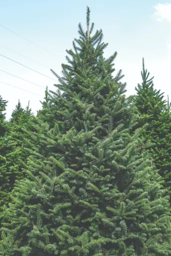 [5'-6' Balsam] 5'-6' Balsam Fir Tree
