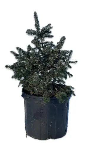 [PS] Potted Black Hills Spruce 18"