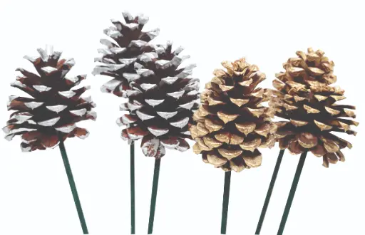 [18N-100] Natural Cones on 18'' Picks - Box of 100